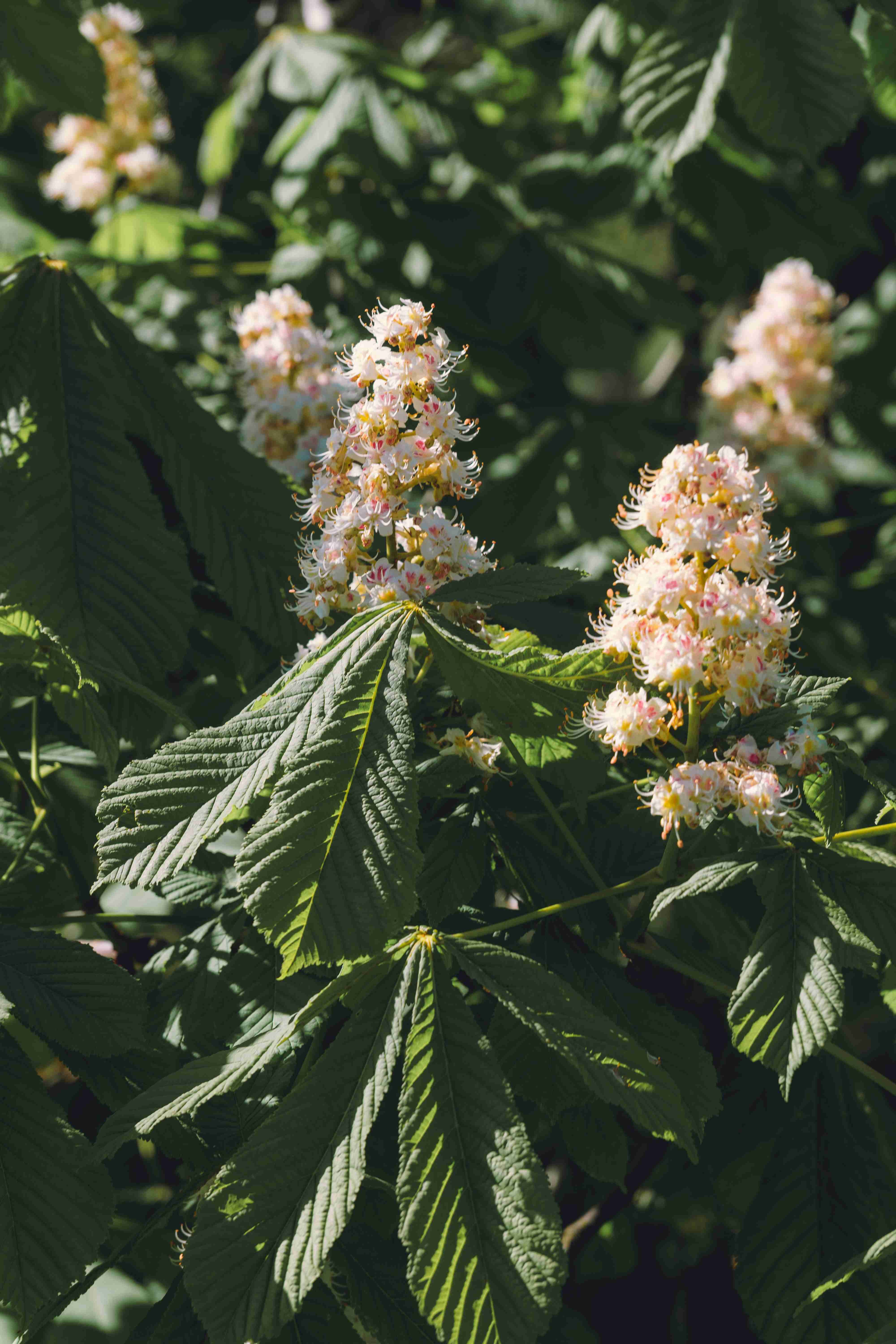 Chestnut Tree In The Spring (Variation)